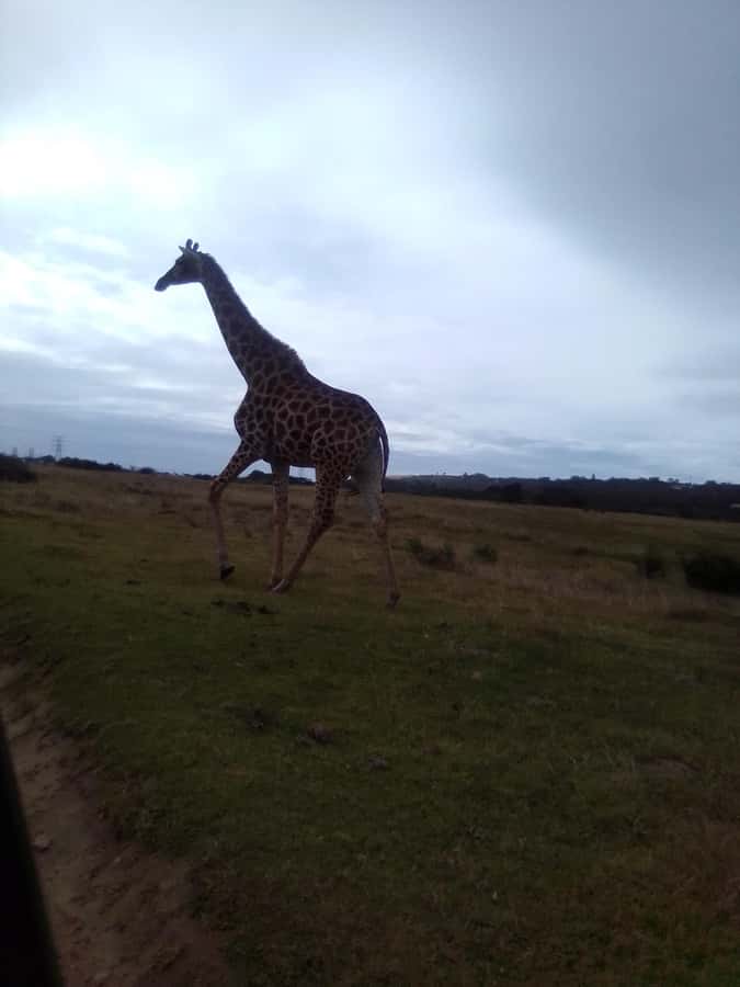 Daniell Cheetah, Addo Elephant and Giraffe Walk Safaris - Five things to know before booking