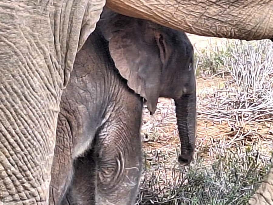 Daniell Cheetah, Addo Elephant and Giraffe Walk Safaris - A full wildlife day from Gqeberha to Addo
