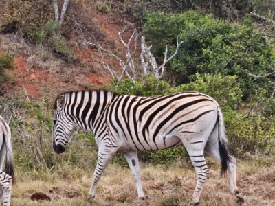 Daniell Cheetah, Addo Elephant and Giraffe Walk Safaris