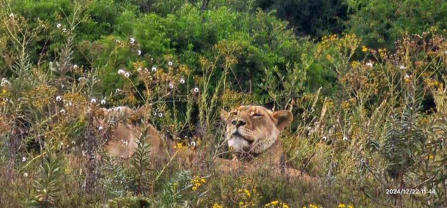 Daniell Cheetah, Addo Elephant and Giraffe Walk Safaris - A one-hour lunch break in the Sundays River Valley