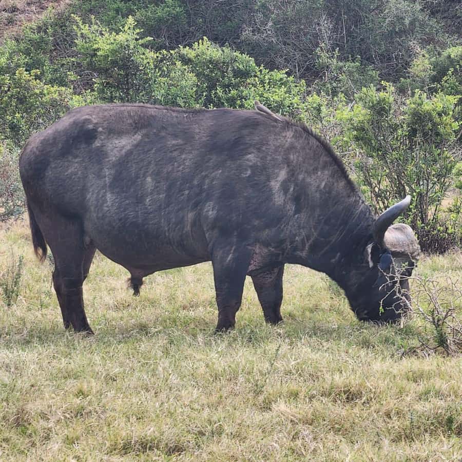 Daniell Cheetah, Addo Elephant and Giraffe Walk Safaris - Why the small group and guides matter