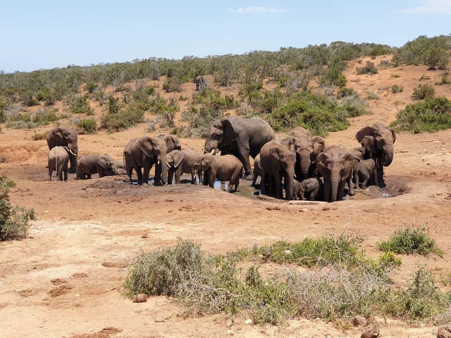 Daniell Cheetah, Addo Elephant and Giraffe Walk Safaris - Practical tips for making the day work