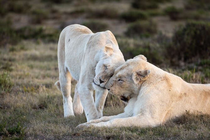 Day Safari at Pumba Private Game Reserve - Key points to know before booking