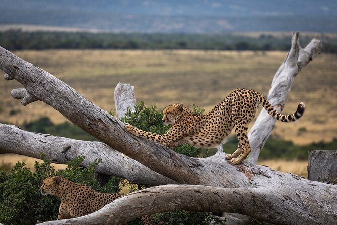 Day Safari at Pumba Private Game Reserve - The 10:00 a.m. open Land Rover game drive