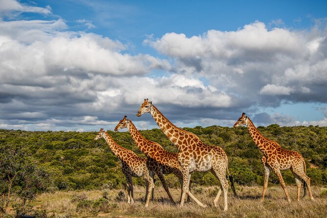 Day Safari at Pumba Private Game Reserve - Lunch and refreshments at about 12:30 p.m.