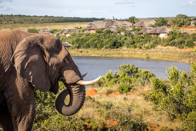 Day Safari at Pumba Private Game Reserve - Who will enjoy this safari most?