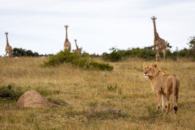 Day Safari at Pumba Private Game Reserve - What wildlife viewing may be like