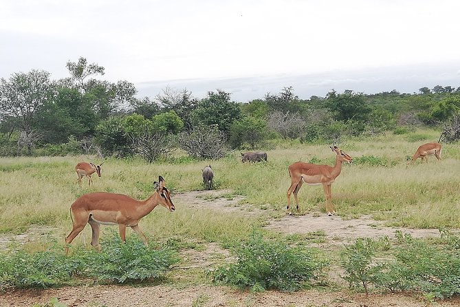 De Wildt Cheetah and Wildlife Centre Private Safari (Private) - Why this Johannesburg day trip is worth considering