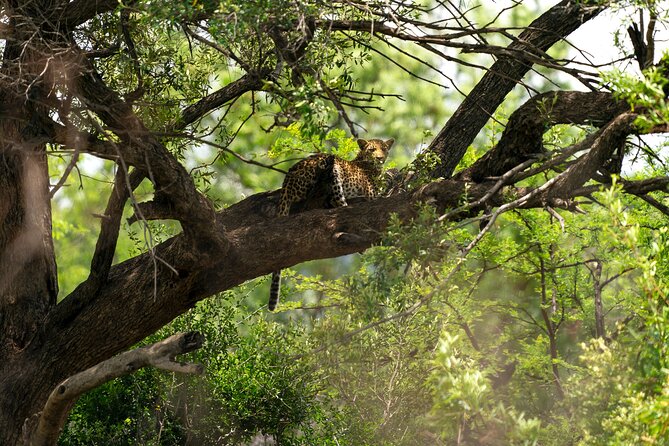 Discover the Pilanesberg with a personalized full day safari - Key points to know before booking