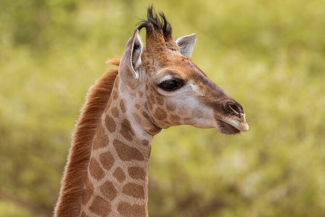 Discover the Pilanesberg with a personalized full day safari - Why Pilanesberg works for a Johannesburg day trip