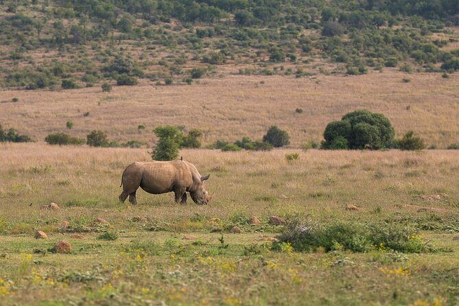 Discover the Pilanesberg with a personalized full day safari - Breakfast and lunch keep the long day manageable