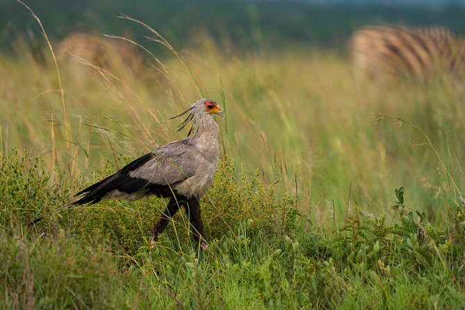 Discover the Pilanesberg with a personalized full day safari - The guide can make quiet wildlife moments worthwhile