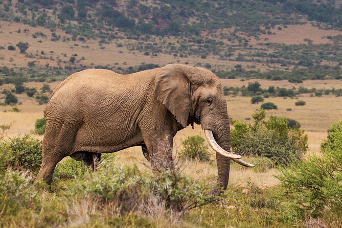 Discover the Pilanesberg with a personalized full day safari - What you may see, and what you may miss