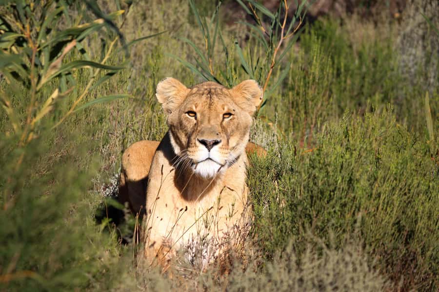 Drakenstein Lion Park Entry Ticket - Key points to know before visiting