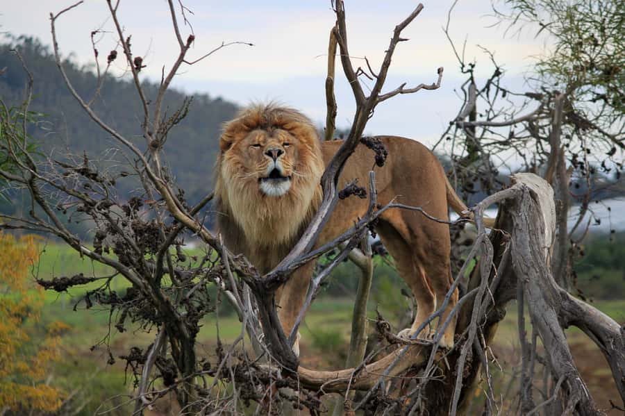 Drakenstein Lion Park Entry Ticket - Why Drakenstein Lion Park is different