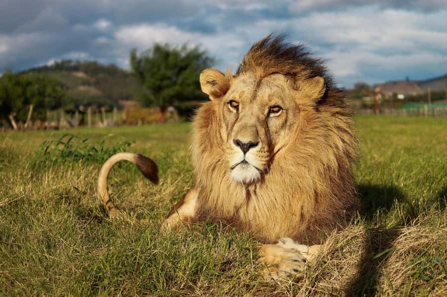 Drakenstein Lion Park Entry Ticket - Seeing the lions without touching them