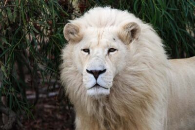 Drakenstein Lion Park Entry Ticket