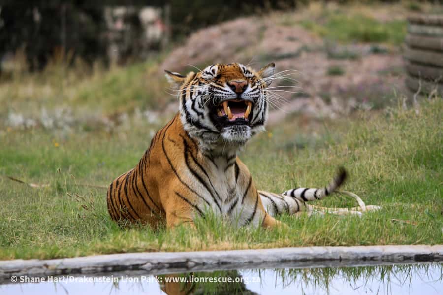 Drakenstein Lion Park Entry Ticket - Who will enjoy this sanctuary most