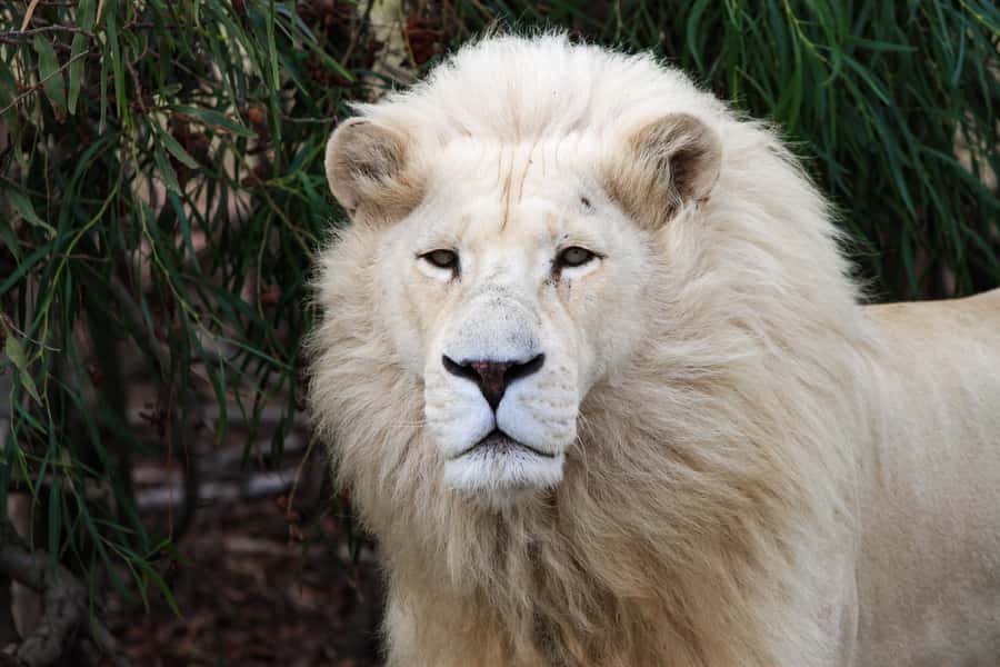Drakenstein Lion Park Entry Ticket - Entering a 60-acre home for rescued big cats
