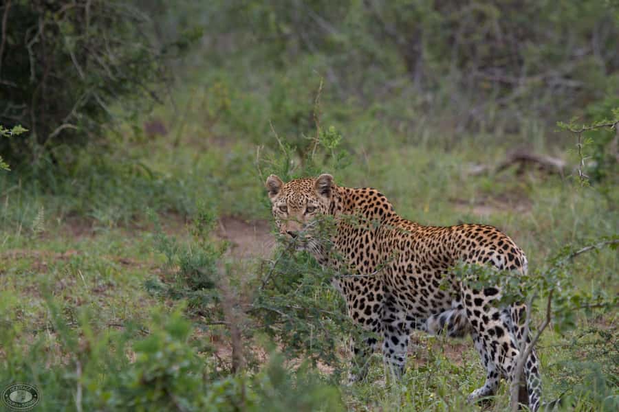 Durban:3 Day Hluhluwe-Imfolozi Park, St Lucia, iSimangaliso - Five details that shape the experience