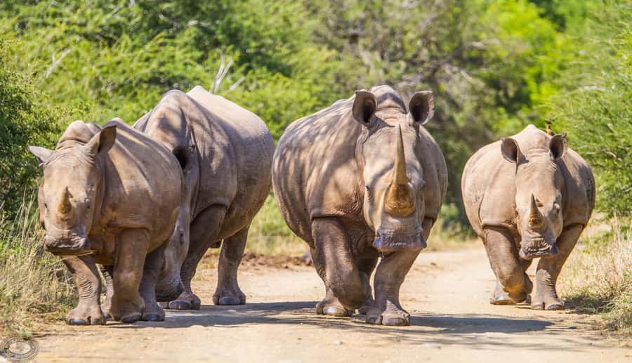Durban:3 Day Hluhluwe-Imfolozi Park, St Lucia, iSimangaliso - Should you book it?