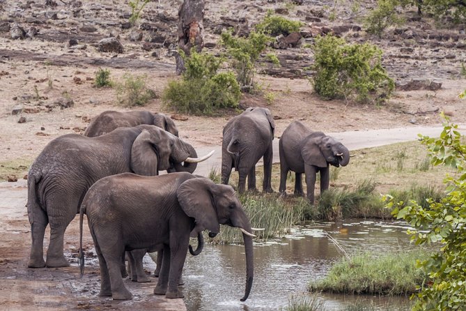 Durban: Big 5 Safari - Open Safari Vehicle at Exclusive Reserve - The essential details at a glance