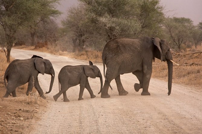 Durban: Big 5 Safari - Open Safari Vehicle at Exclusive Reserve - Leaving Durban before breakfast