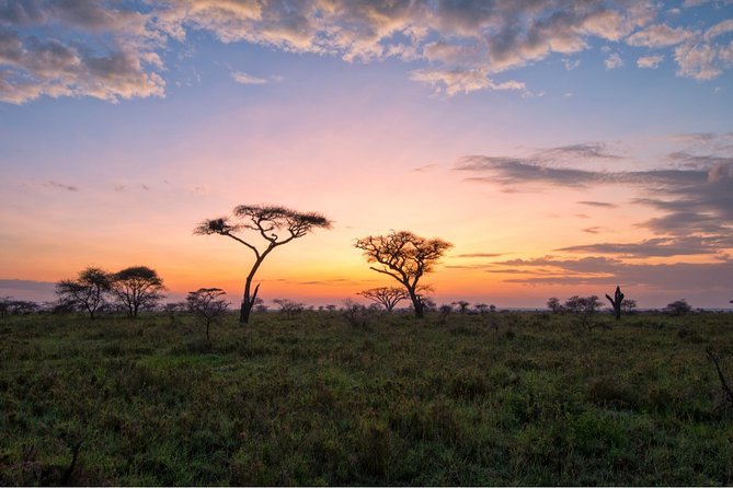 Durban: Big 5 Safari - Open Safari Vehicle at Exclusive Reserve - What you may see, and what you may miss