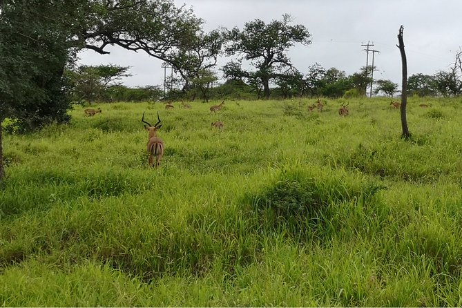 Durban: Big 5 Safari - Open Safari Vehicle at Exclusive Reserve - What the $231.43 price really buys