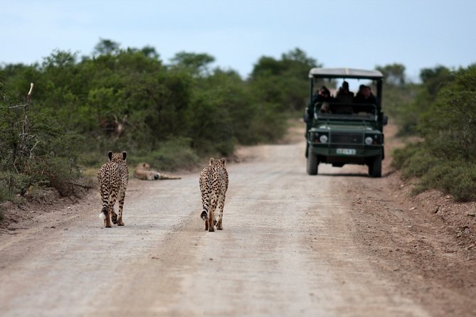 Durban: Big 5 Safari - Open Safari Vehicle at Exclusive Reserve - Weather, cancellations, and timing risks