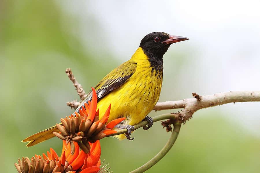 Durban: Drakensberg, Mandela Capture Site and Howick Falls - The Long Drive Changes the Pace
