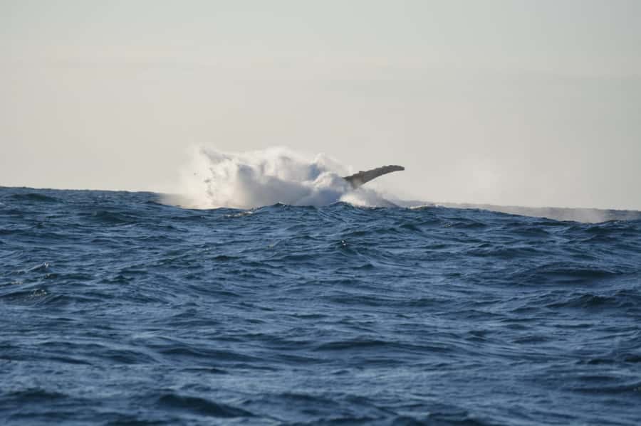 Durban: Durban: Whale and Dolphin Watching Boat Tour - Key points at a glance