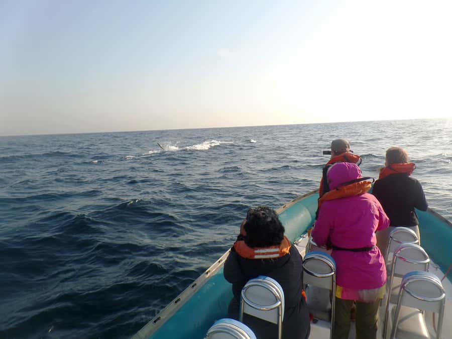 Durban: Durban: Whale and Dolphin Watching Boat Tour - Should you book it?