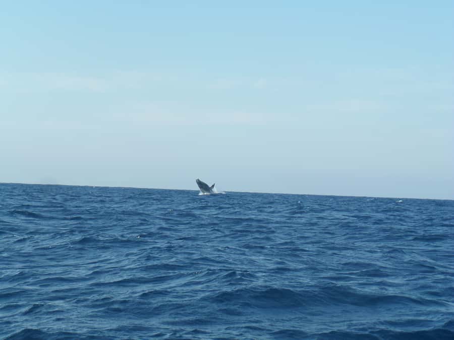 Durban: Durban: Whale and Dolphin Watching Boat Tour - Humpbacks from May through November