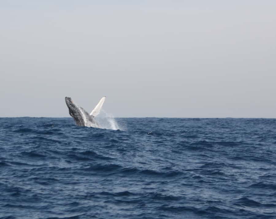 Durban: Durban: Whale and Dolphin Watching Boat Tour - Dolphins and the summer alternative