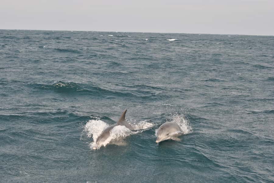 Durban: Durban: Whale and Dolphin Watching Boat Tour - The guide can make or break the outing