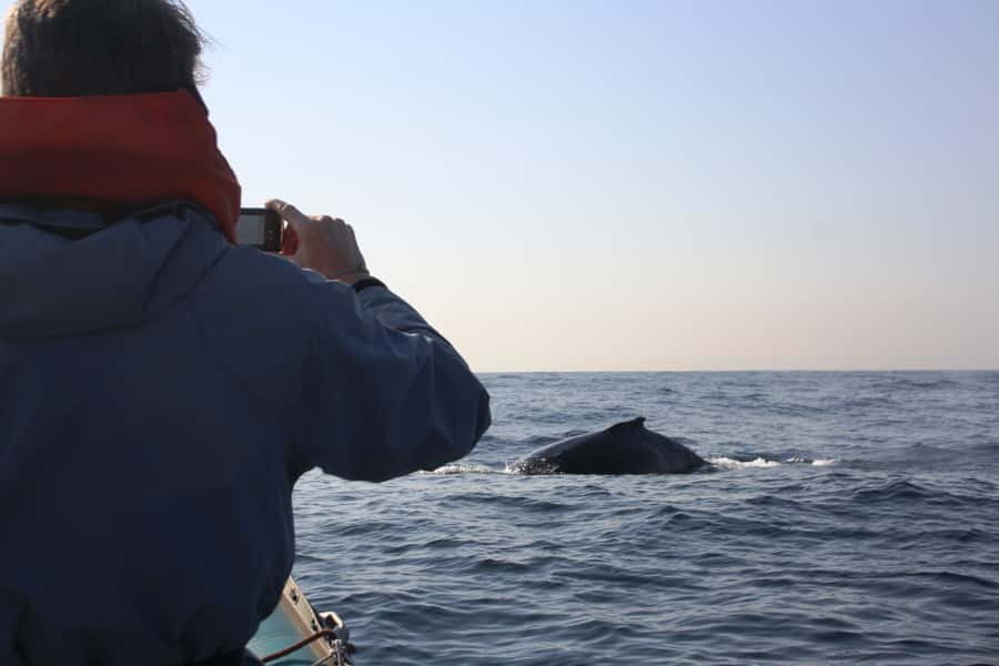 Durban: Durban: Whale and Dolphin Watching Boat Tour - What the boat ride feels like