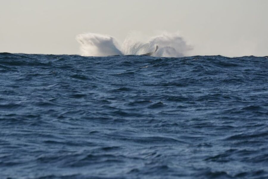 Durban: Durban: Whale and Dolphin Watching Boat Tour - Is $102 a fair price?