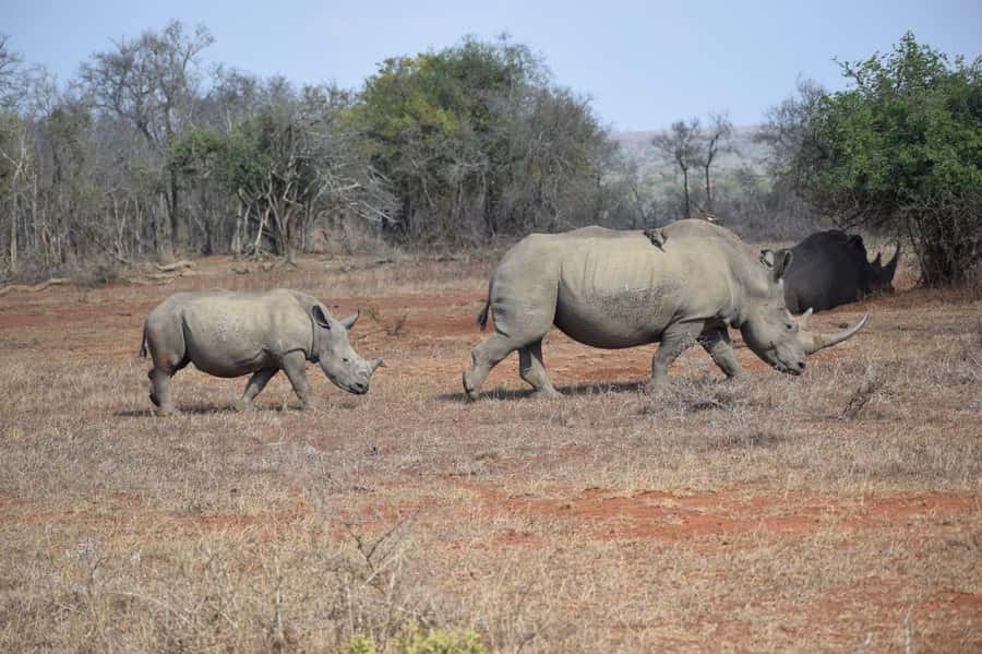 Durban: Full Day Hluhluwe-iMfolozi Game Reserve with lunch - Key points to know before booking