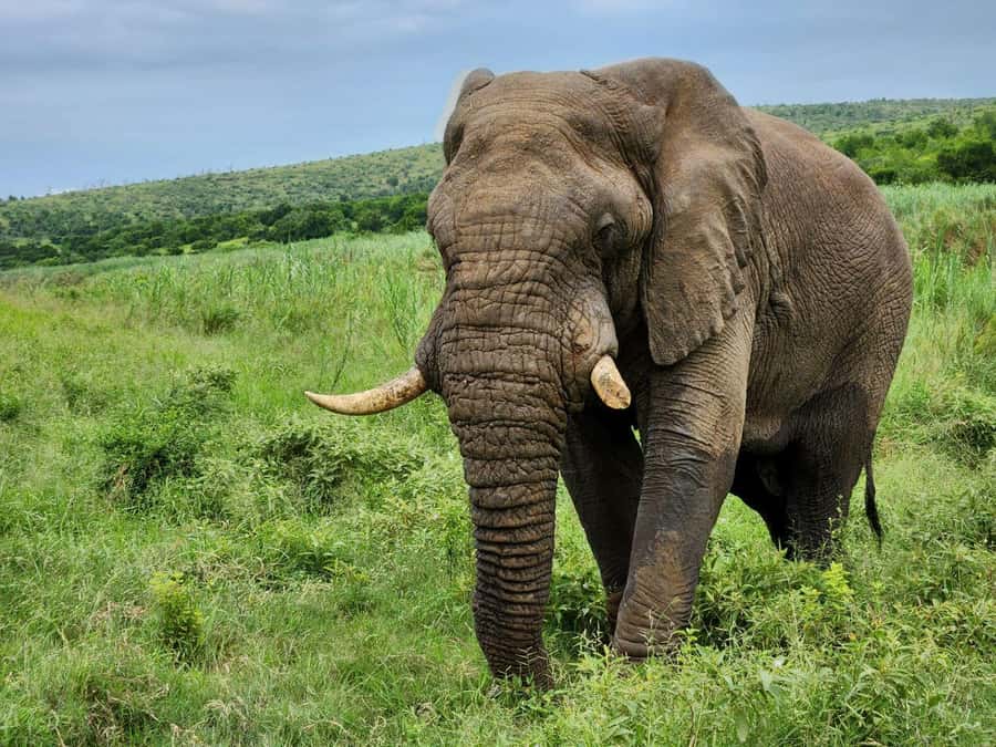 Durban: Full Day Hluhluwe-iMfolozi Game Reserve with lunch - Why Hluhluwe-iMfolozi is worth the long ride