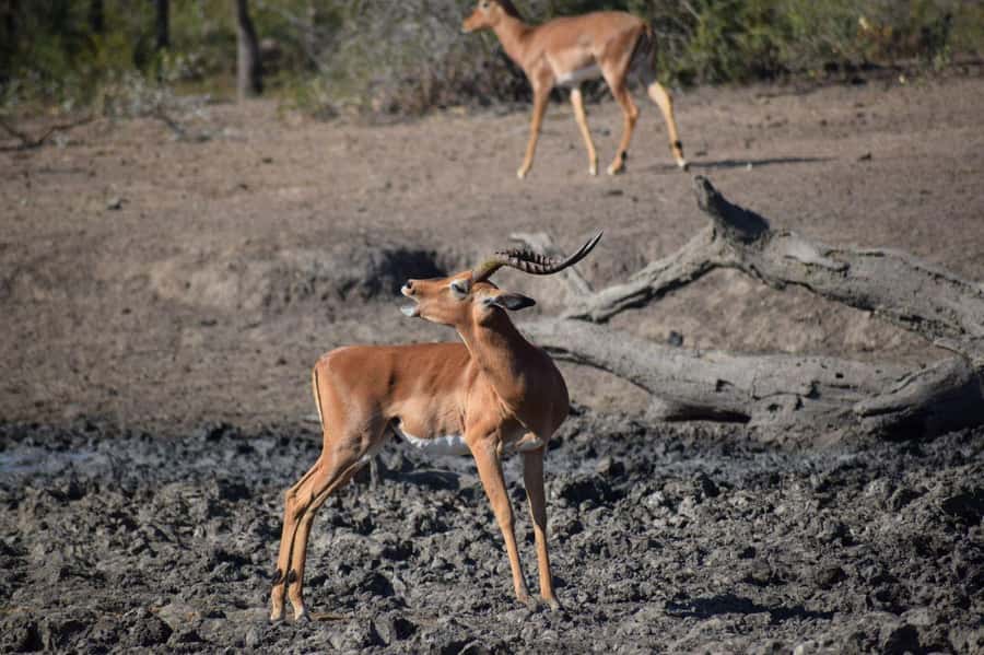 Durban: Full Day Hluhluwe-iMfolozi Game Reserve with lunch - The first 3.5-hour game drive