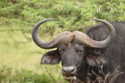 Full Day Hluhluwe-iMfolozi Game Reserve with lunch