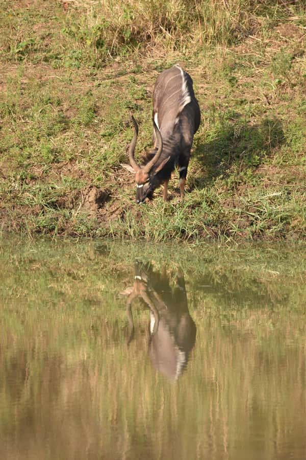 Durban: Full Day Hluhluwe-iMfolozi Game Reserve with lunch - Who will enjoy this safari most