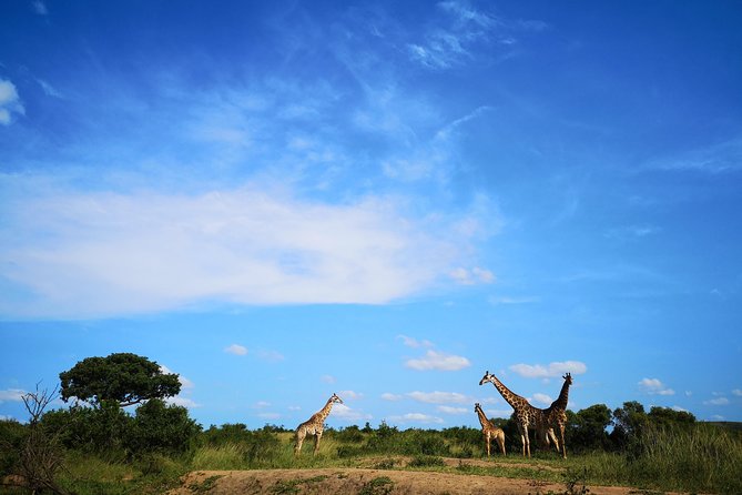 Durban: Go on Safari at 2 Game Reserves (Hluhluwe-Imfolozi) Pro Zeiss Binoculars - Is $218.03 good value for a one-day safari?