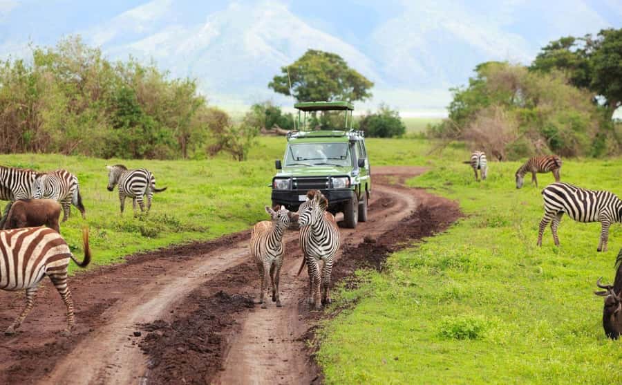 Durban: Half Day Phezulu Safari Park and Durban City Tour - The Phezulu game drive and African wildlife