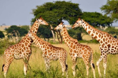 Half Day Phezulu Safari Park and Durban City Tour