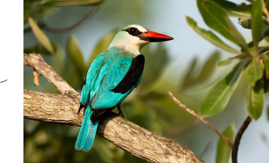Durban: Half Day Phezulu Safari Park and Durban City Tour - Victoria Street Market and Durban’s mixed character