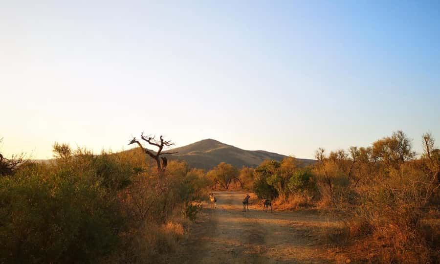 Durban: Hluhluwe Big 5 Safari with Pro Zeiss Binoculars - Why this safari is worth the long road from Durban