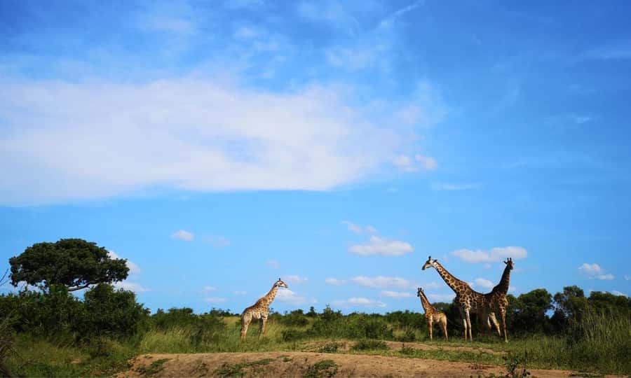 Durban: Hluhluwe Big 5 Safari with Pro Zeiss Binoculars - Morning game drive across Imfolozi’s open plains