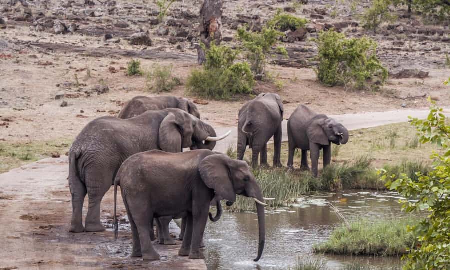 Durban: Hluhluwe Big 5 Safari with Pro Zeiss Binoculars - Hilltop Restaurant and the midday pause